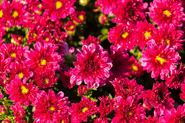 Flowers in the Garden