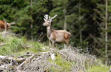 Red Deer Scotland 2002