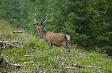 Red Deer Scotland 2002