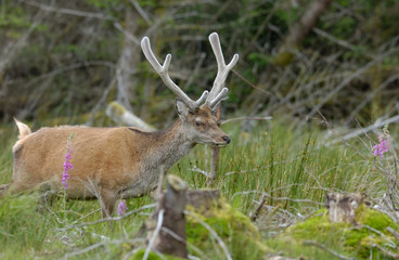 Red Deer Scotland 2002