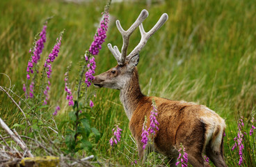 Red Deer Scotland 2002