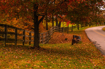 Colorful autumn morning in Chester Township, New Jersey featuring fallen dry leaves on the...