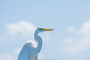 Heron observing the horizon, Black River, Jamaica