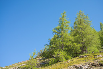 Fototapeta na wymiar Green pines in italian Alps, Italy