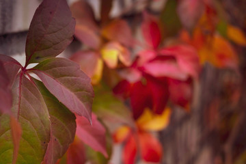 beautiful colorful leaves of plant at the wall of white bricks 