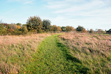 green plants in Mudchute Park and Farm in London 