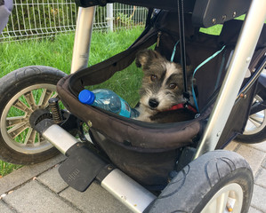 A grey and white mongrel dog in a pushchair. Dog is sitting in the basket under the buggy. Travel...