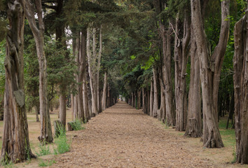 Camino en medio del bosque