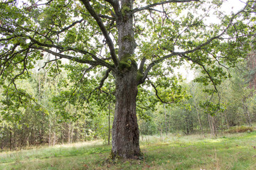 old oak in the forest covered with moss