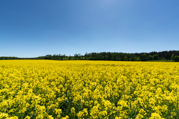 Fototapeta premium Landwirtschaftliche Flächen mit Raps bepflanzt - Ein Blütenmeer