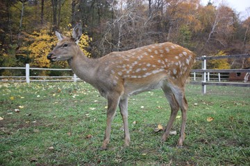 Deer grazes on a lawn in autumn in a park, nature reserve, natural park