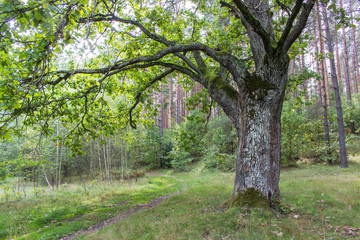 old oak in the forest covered with moss