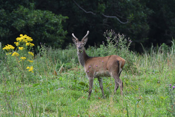 Red Deer Ireland 2019