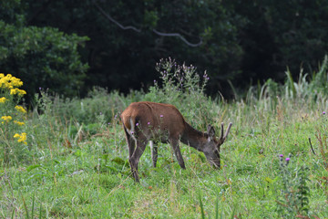 Red Deer Ireland 2019