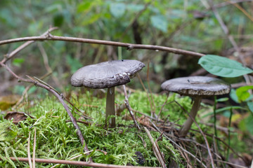 mushrooms among moss and branches in the autumn forest