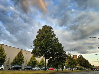Naklejka premium tree in park