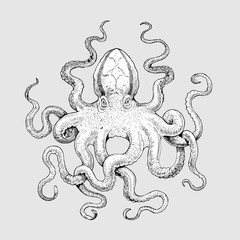 Mystical octopus drawing. Gigantic mollusk illustration. Handmade drawing.