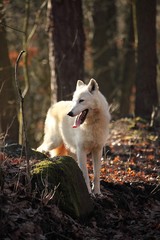 An Arctic Wolf (Canis lupus arctos) staying in dry grass in front of the forest. Calm white and...