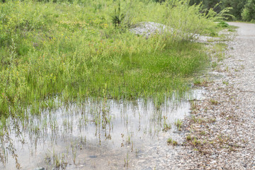 Gras in Wasserpfütze