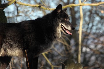 A north american wolf (Canis lupus) staying in the forest. Calm, black and big north american wolf...