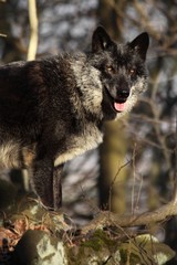 A north american wolf (Canis lupus) staying in the forest. Calm, black and big north american wolf male. Huge black wolf male portrait.