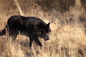 A north american wolf (Canis lupus) walking in the gold dry grass in front of the forest. Calm, black and big north american wolf male.