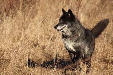 Fototapeta premium A north american wolf (Canis lupus) staying in the gold dry grass in front of the forest. Calm, black and big north american wolf male. Huge black wolf male portrait.