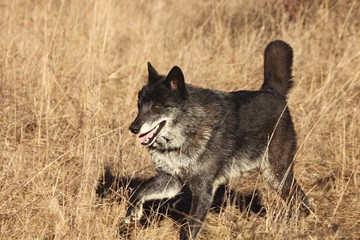 A north american wolf (Canis lupus) walking in the gold dry grass in front of the forest. Calm, black and big north american wolf male.