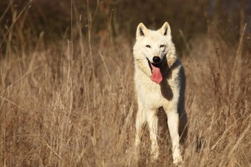 An Arctic Wolf (Canis lupus arctos) staying in dry grass in front of the forest. Calm white and beautiful arctic wolf feline.