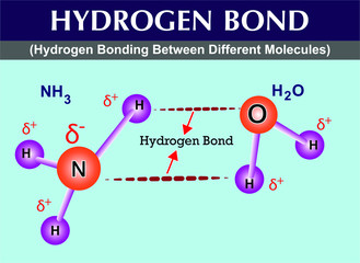 hydrogen bonds between different molecules. hydrogen bonds