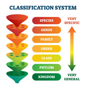 Classification System Vector Illustration. Labeled Taxonomic Rank Scheme.