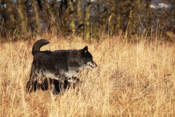 A north american wolf (Canis lupus) walking in the gold dry grass in front of the forest. Calm, black and big north american wolf male.