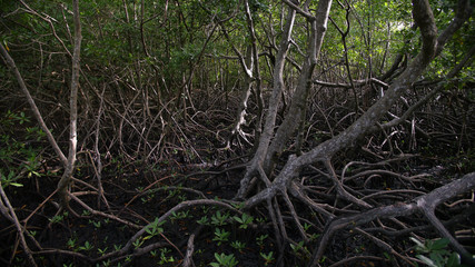 trees in mangrove swamp