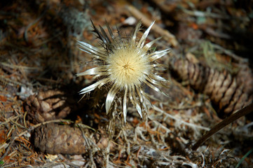 Un chardon sec dans la forêt du bois noir près de Valberg, Alpes Maritimes, France 