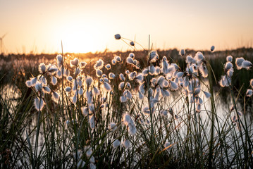 Wollgras im Abendlicht