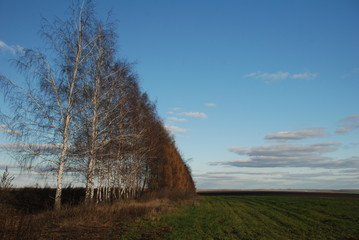 birch parade