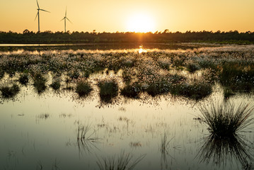 Wollgras im Gegenlicht in einer Moorlandschaft
