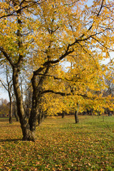 trees with golden foliage in the autumn forest