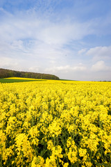 Obraz premium Weit blühende Rapsfelder