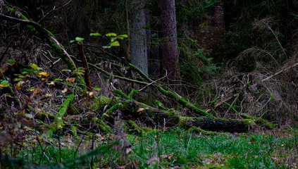 the circle of life, a fallen tree in the forrest is merging back into panlet earth 