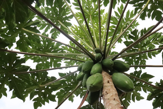 Papaya tree with fruit