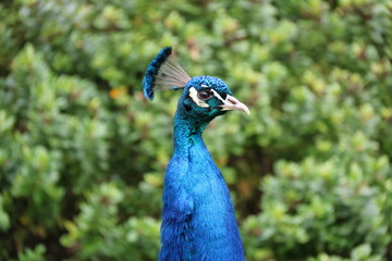 proud peacock