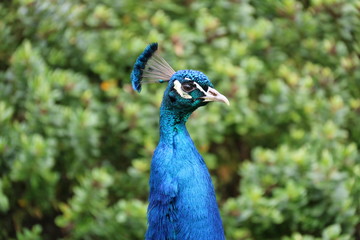 Obraz premium proud peacock