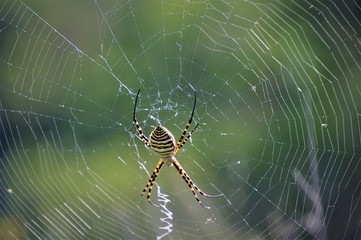 Una araña de bosque 2