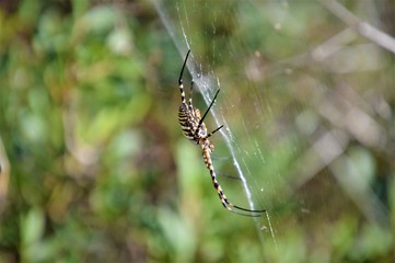 Araña de campo, tranquilamente tejiendo