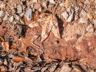 close look at forest floor