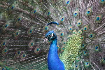 Fototapeta na wymiar peacock closeup