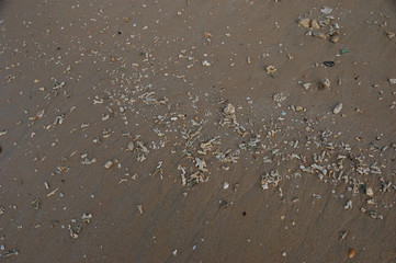 Small pieces of dead corals in Nai Yang Beach, Phuket, Thailand