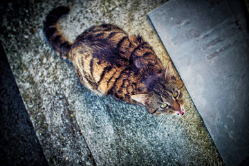 I want something to eat - a cat is yelling for food