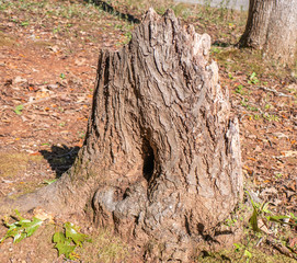 old tree stump